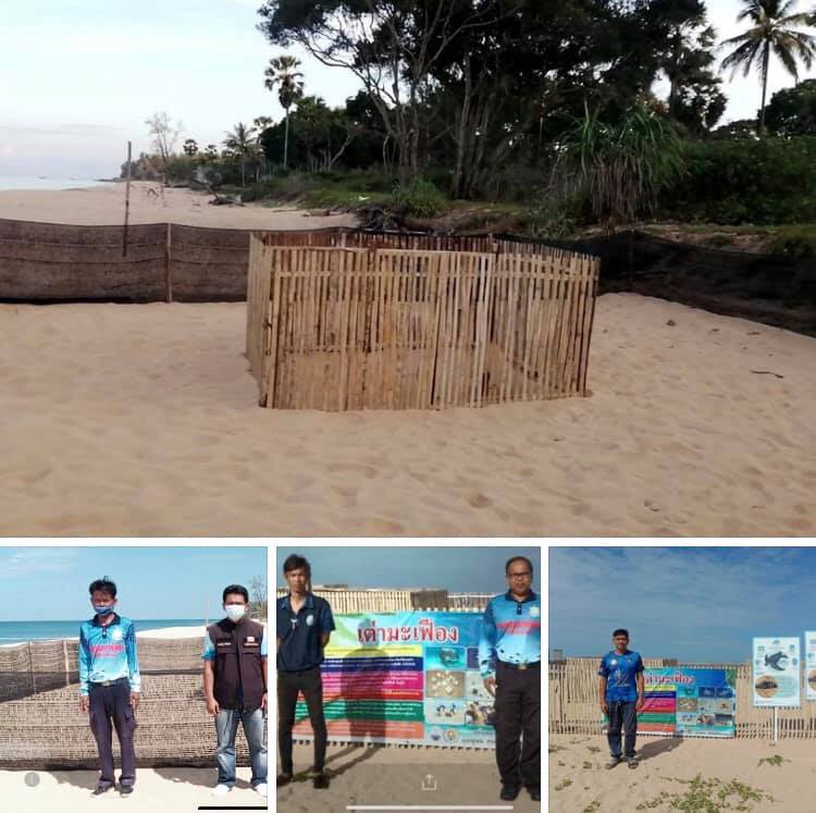หลุมไข่หาดบางขวัญเตรียมฟัก ได้ลุ้นพบลูกเต่าช่วงวาเลนไทน์นี้