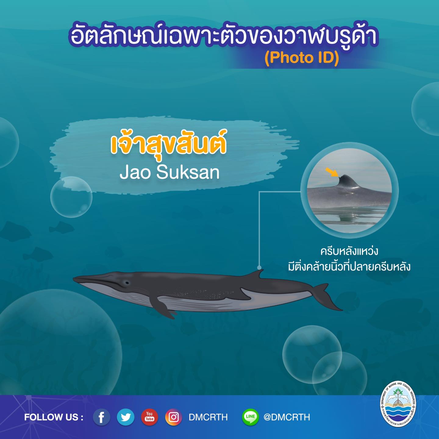 วันละวาฬ มารู้จัก ๖๐ วาฬบรูด้าในน่านน้ำไทย #๖๐ เจ้าสุขสันต์