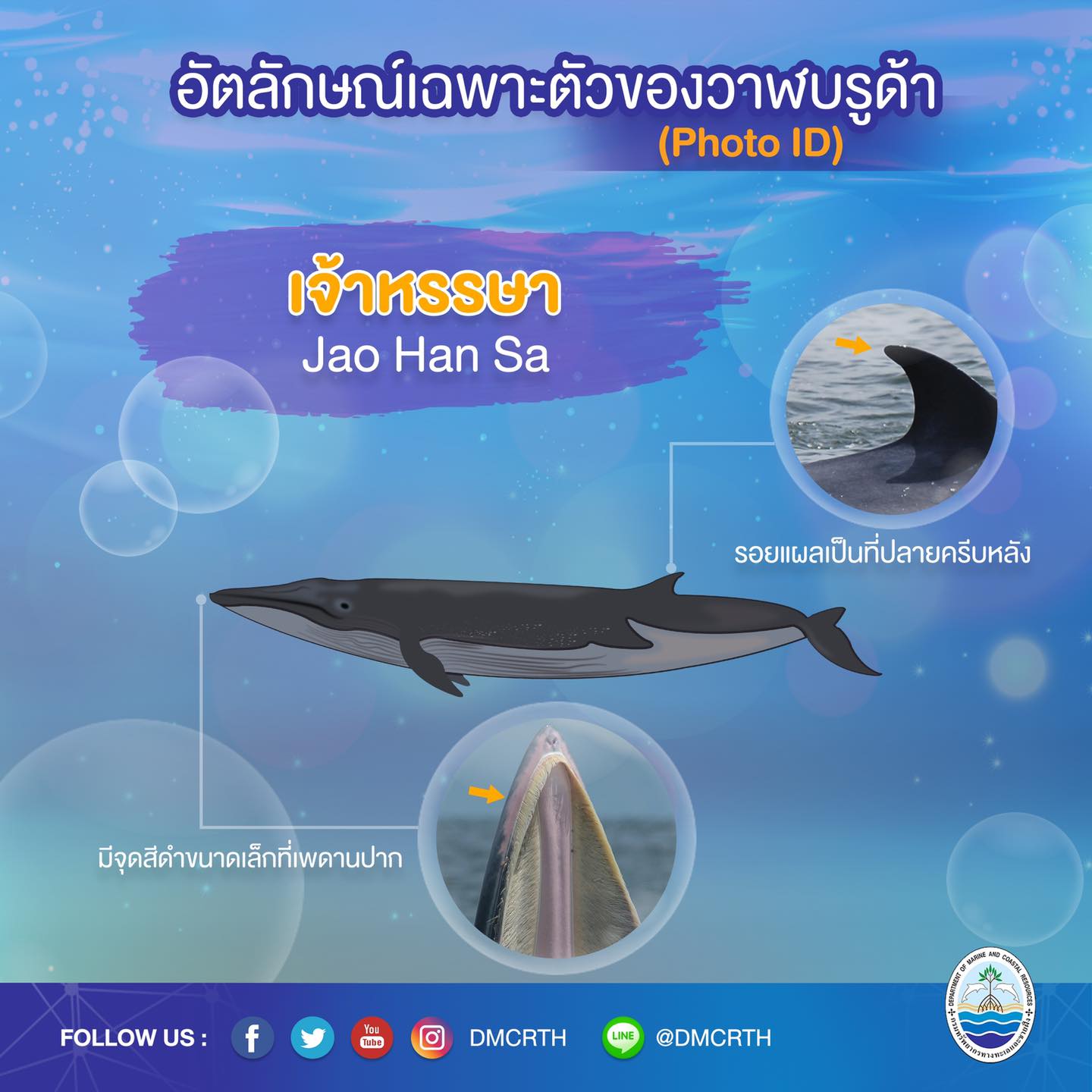 วันละวาฬ มารู้จัก ๖๐ วาฬบรูด้าในน่านน้ำไทย #๖๑ เจ้าหรรษา