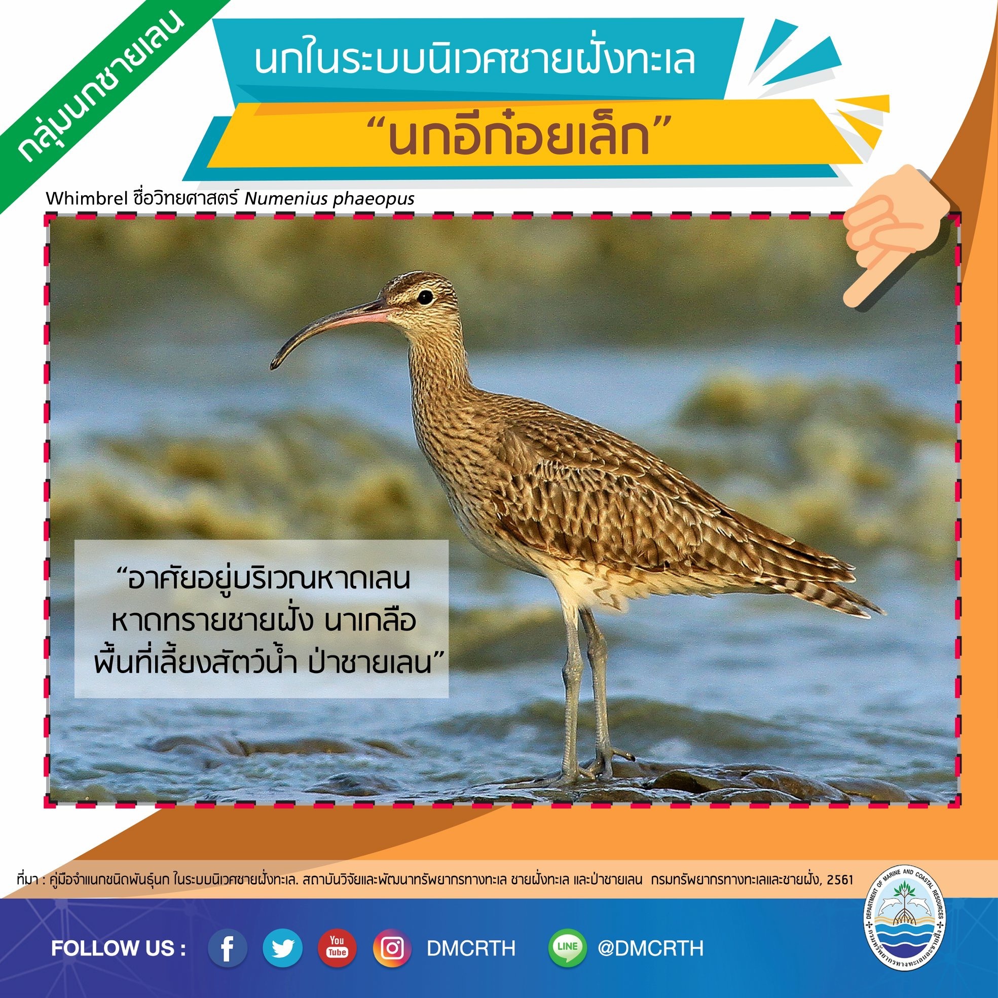 นก ไม่นก ถ้ารู้จักแล้วจะรักนกในระบบนิเวศชายฝั่งทะเลไทย #๒๔