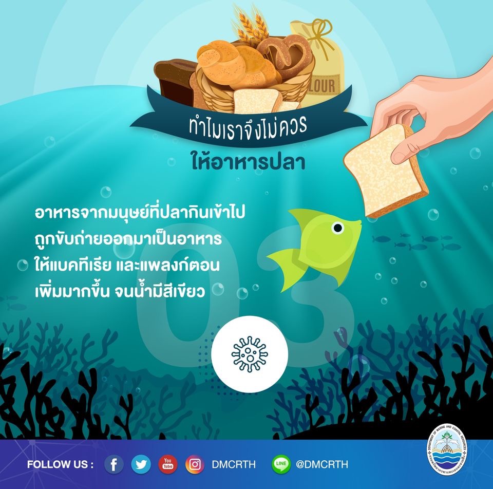 ทำไมจึงควรหยุดให้อาหารปลาในแนวปะการัง ตอนที่๓