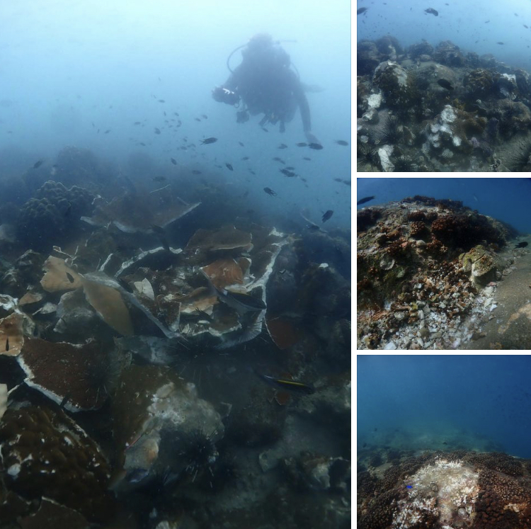 พบปะการังกองหินเพลิงแตกหักเสียหาย คาดถูกเรือชน