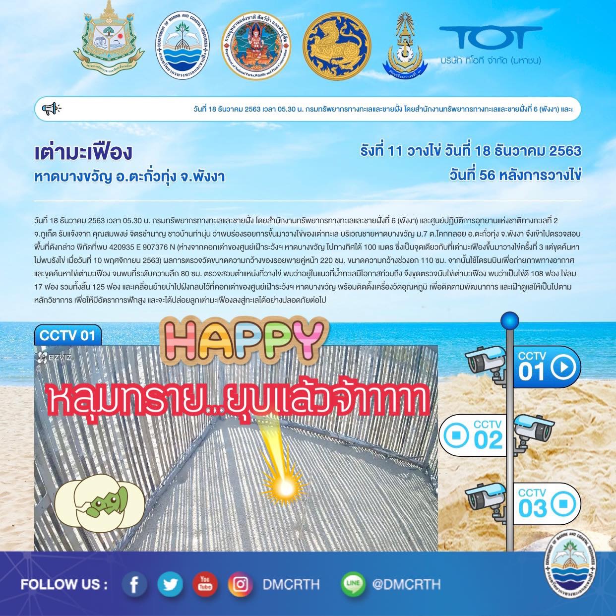 เอาแล้วๆ หลุมไข่เต่ามะเฟืองหาดบางขวัญรังที่ ๑๑ ยุบแล้วจ้า