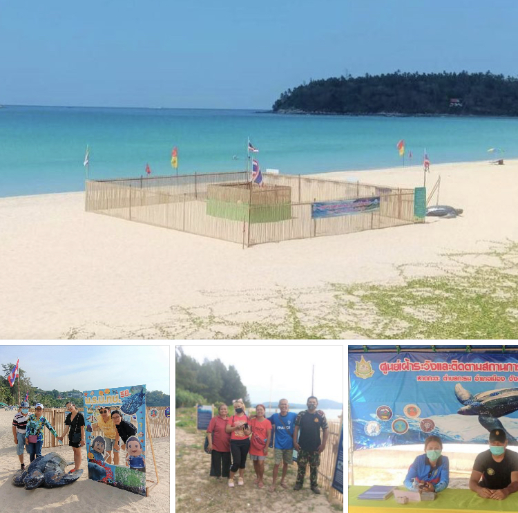 ไข่เต่ามะเฟืองหาดกะตะ ปลายเดือนกุมภาพันธ์นี้ฟักแน่นอน
