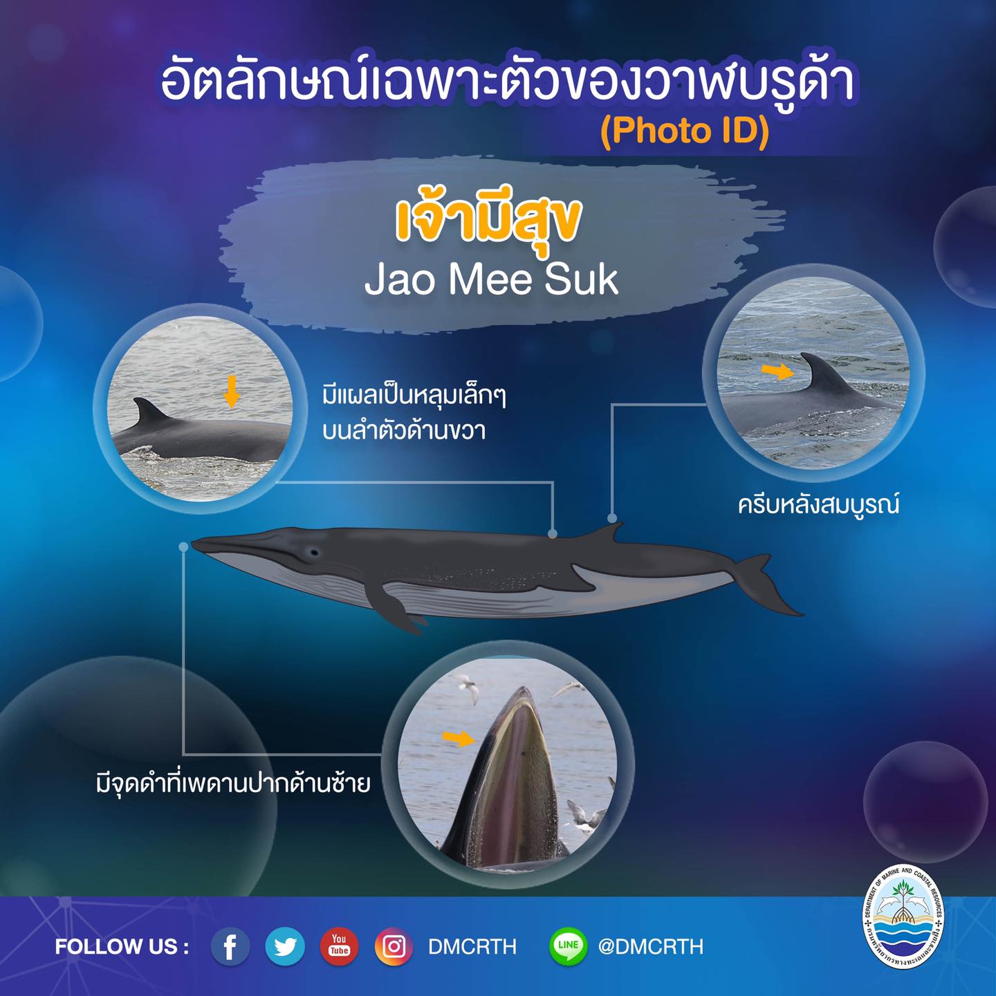วันละวาฬ มารู้จัก ๖๐ วาฬบรูด้าในน่านน้ำไทย #๓๖ เจ้ามีสุข