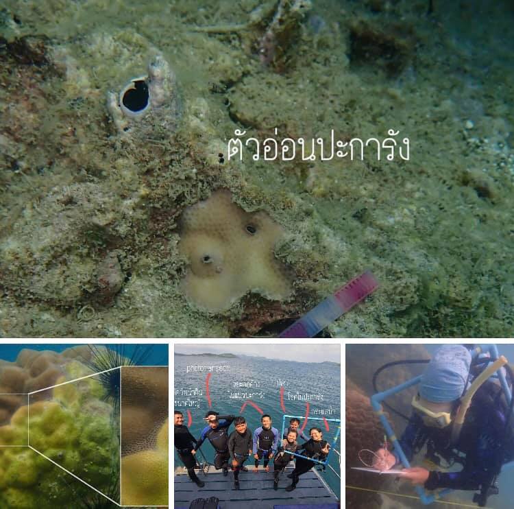 ทะเลชลบุรี ปะการังหลายเกาะพบมีสภาพสมบูรณ์ดี