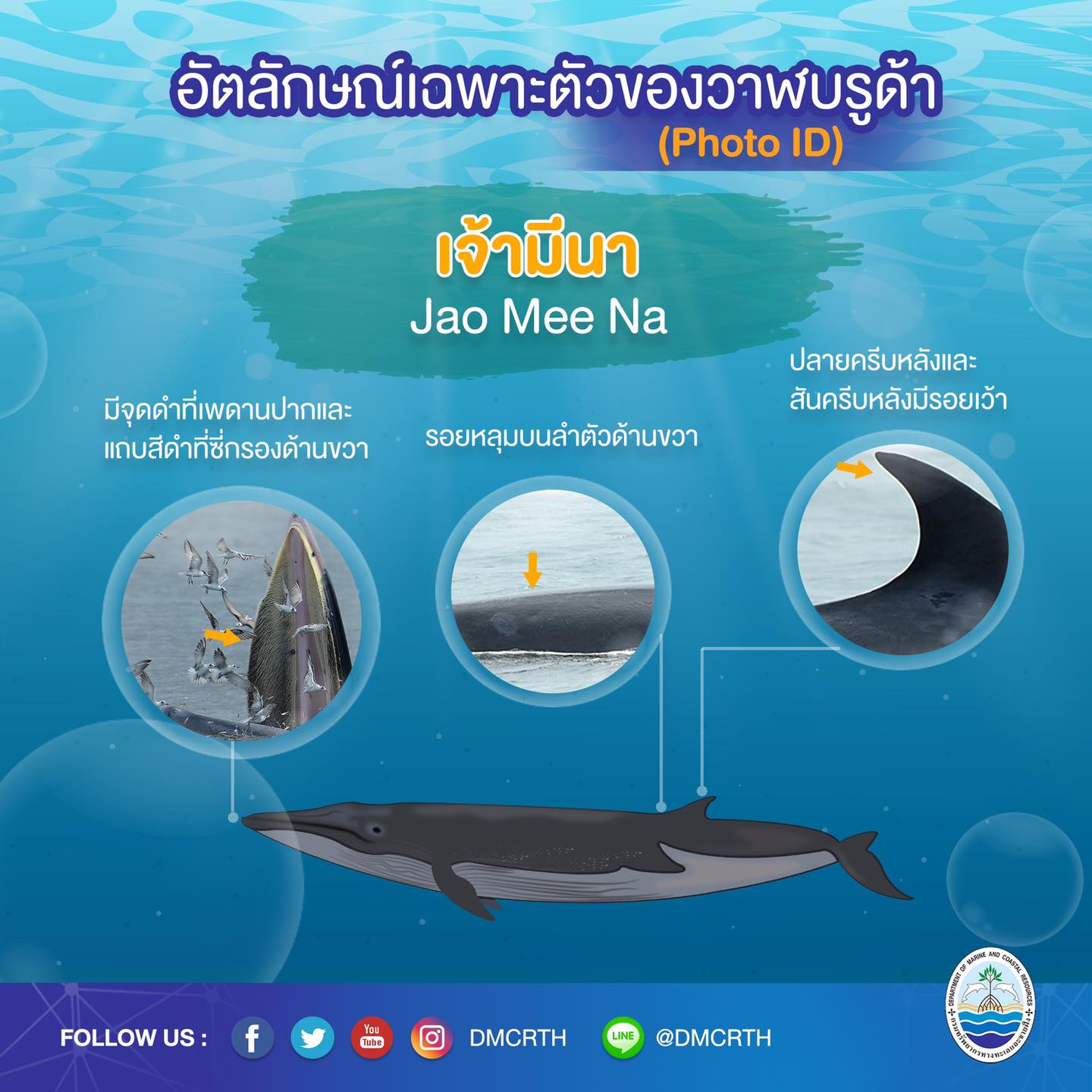 วันละวาฬ มารู้จัก ๖๐ วาฬบรูด้าในน่านน้ำไทย #๓๕ เจ้ามีนา