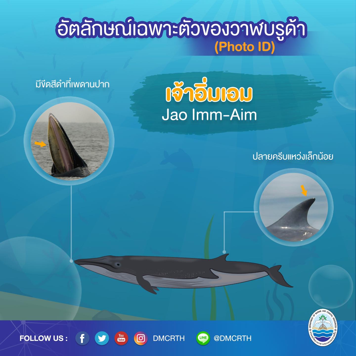 วันละวาฬ มารู้จัก ๖๐ วาฬบรูด้าในน่านน้ำไทย #๖๒ เจ้าอิ่มเอม
