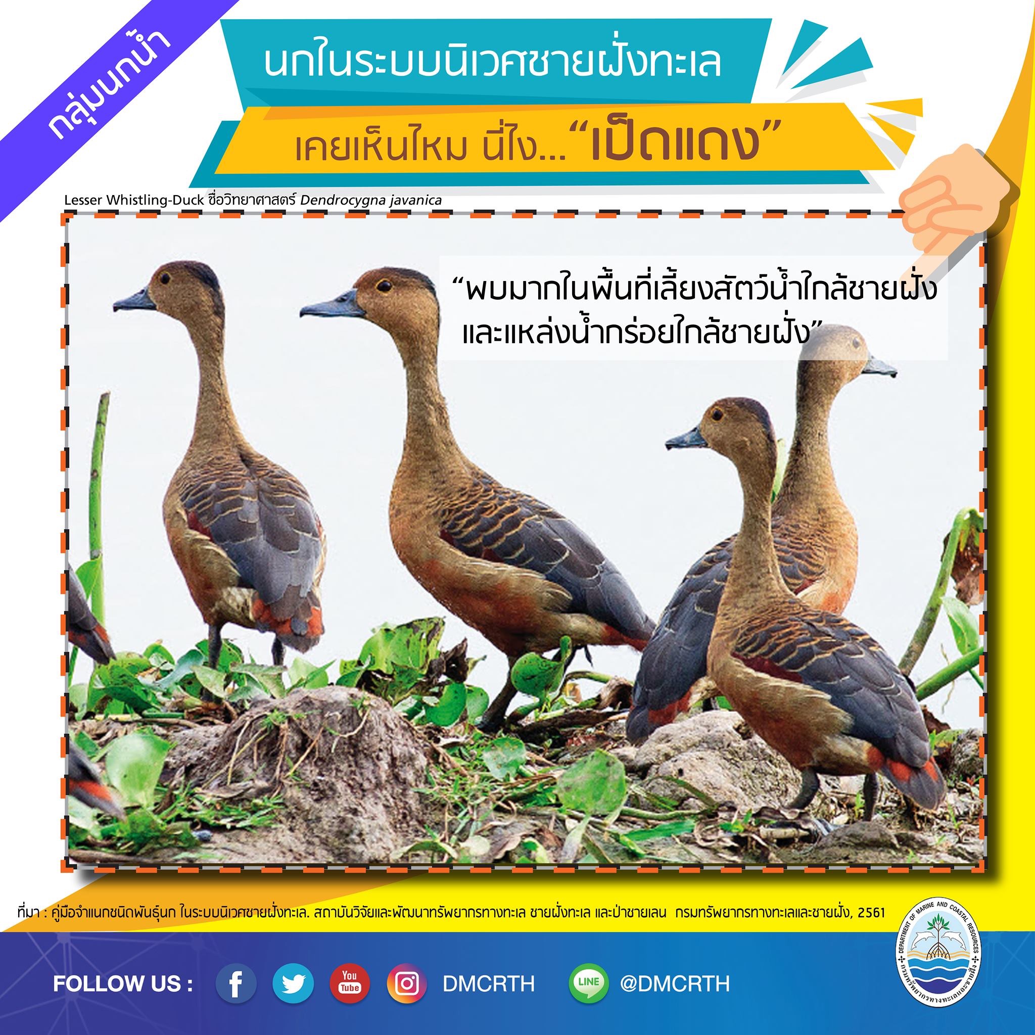 นก ไม่นก ถ้ารู้จักแล้วจะรักนกในระบบนิเวศชายฝั่งทะเลไทย #๒๕