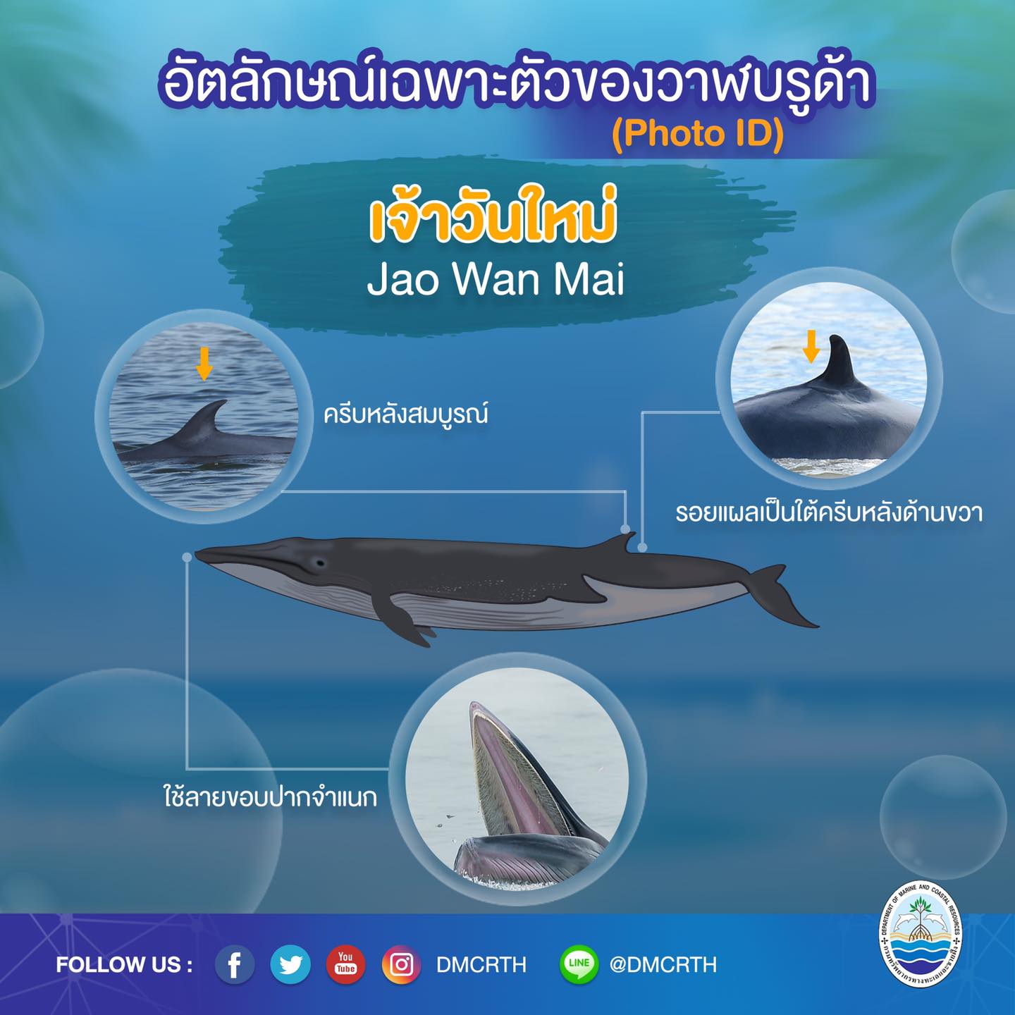 วันละวาฬ มารู้จัก ๖๐ วาฬบรูด้าในน่านน้ำไทย #๓๗ เจ้าวันใหม่