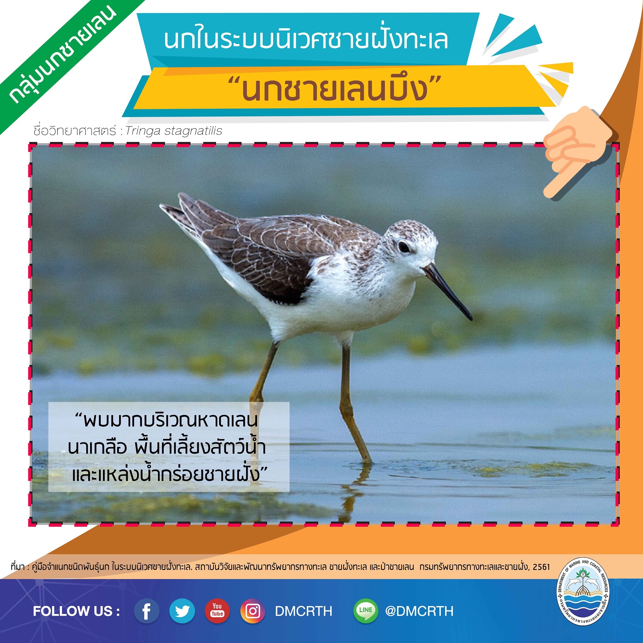 นก ไม่นก ถ้ารู้จักแล้วจะรักนกในระบบนิเวศชายฝั่งทะเลไทย #๒๖