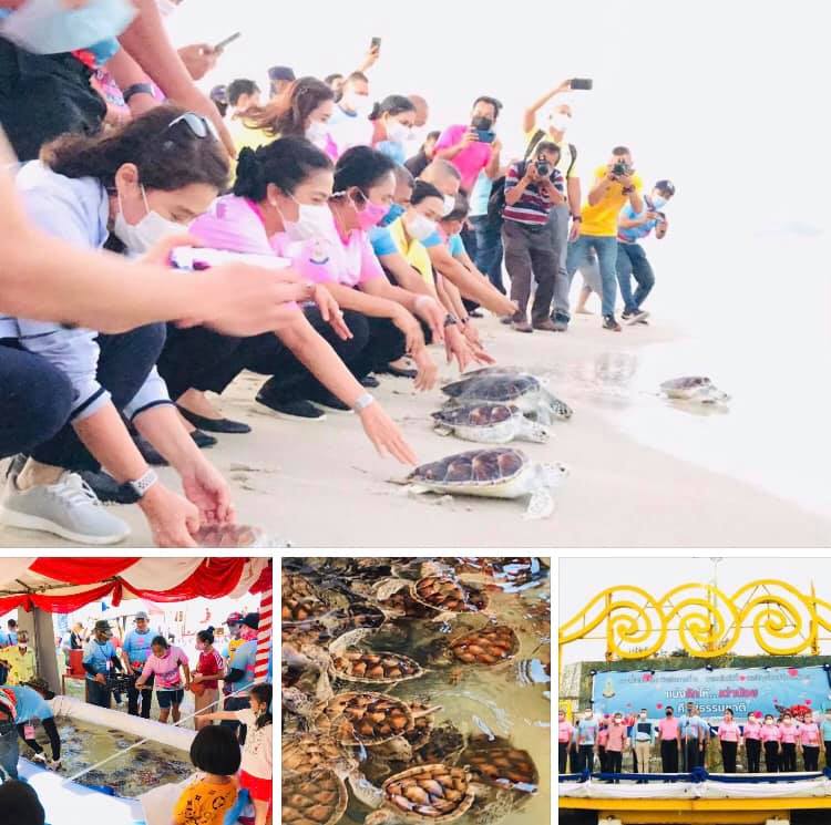 ชาวทัพเรือสงขลา จัดแบ่งรักให้เต่าน้อย คืนสู่ธรรมชาติ