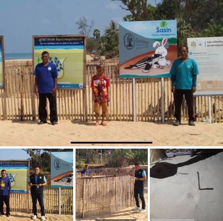 รอลุ้นฟักหลุมไข่เต่ามะเฟืองหาดบ้านนาเกลือ พังงา