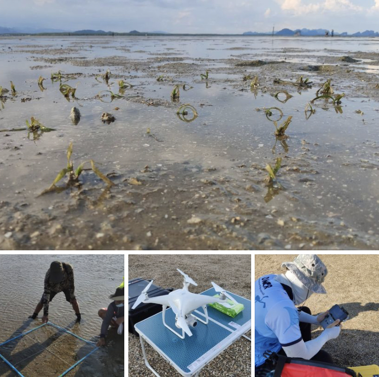 บินโดรนติดตามผลการฟื้นฟูแหล่งหญ้าทะเลบ้านบางพัฒน์