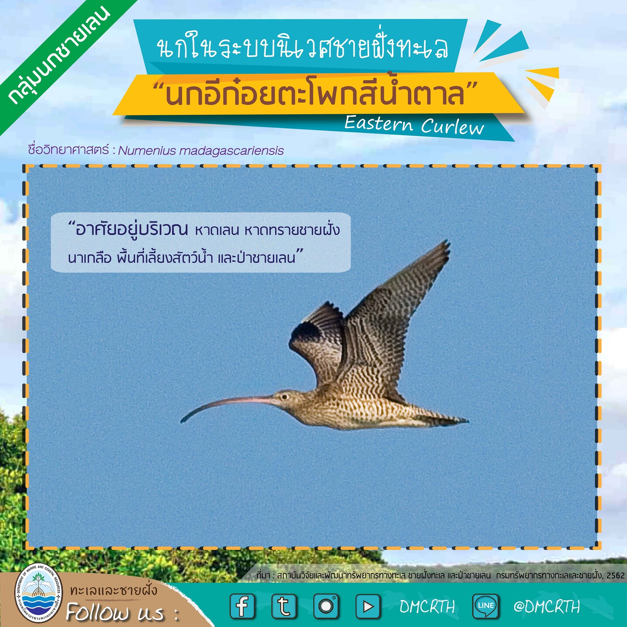 นก ไม่นก ถ้ารู้จักแล้วจะรักนกในระบบนิเวศชายฝั่งทะเลไทย #๓