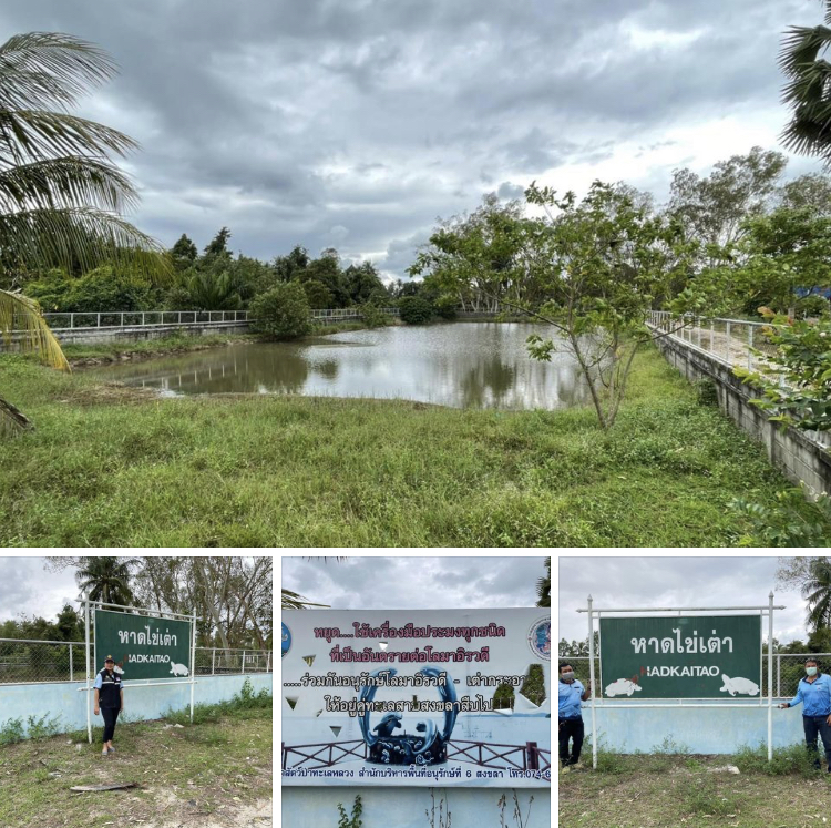 ตรวจสอบความพร้อมบ่อเลี้ยงเต่ากระอาน หาดไข่เต่า