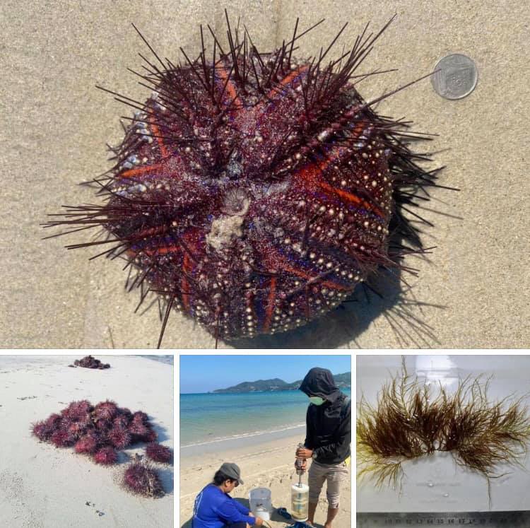 เม่นทะเลเกลื่อนหาดป่าตอง ตกค้างกลับทะเลไม่ทัน