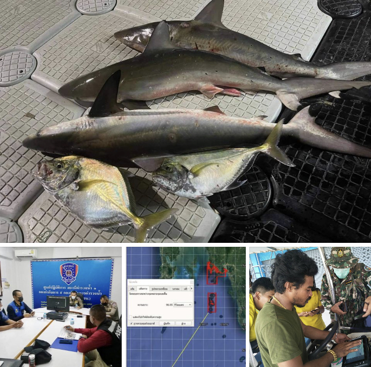 ผลการปฏิบัติงานคุ้มครองทะเลกระบี่ กรณีล่ายิงฉลาม