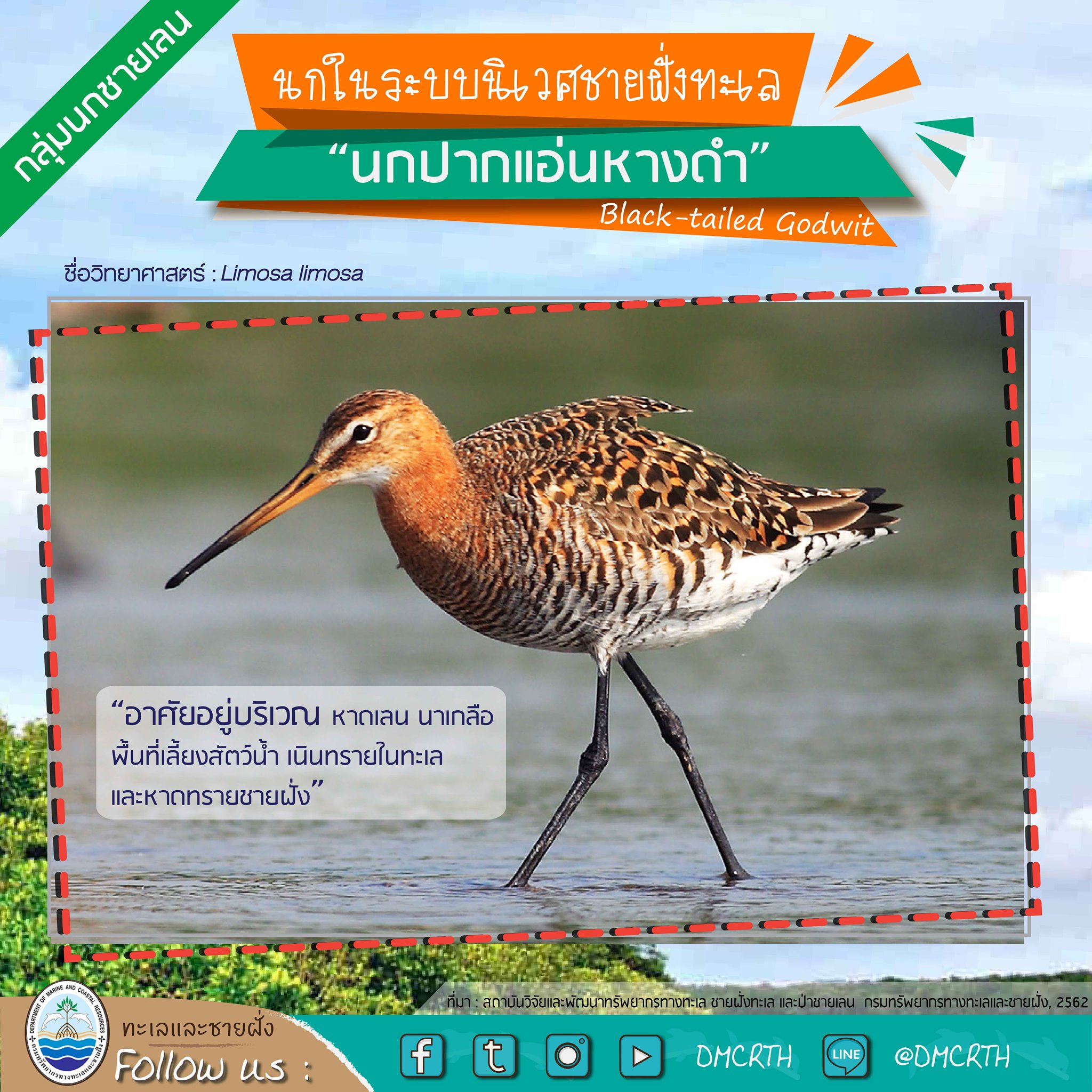 นก ไม่นก ถ้ารู้จักแล้วจะรักนกในระบบนิเวศชายฝั่งทะเลไทย #๔