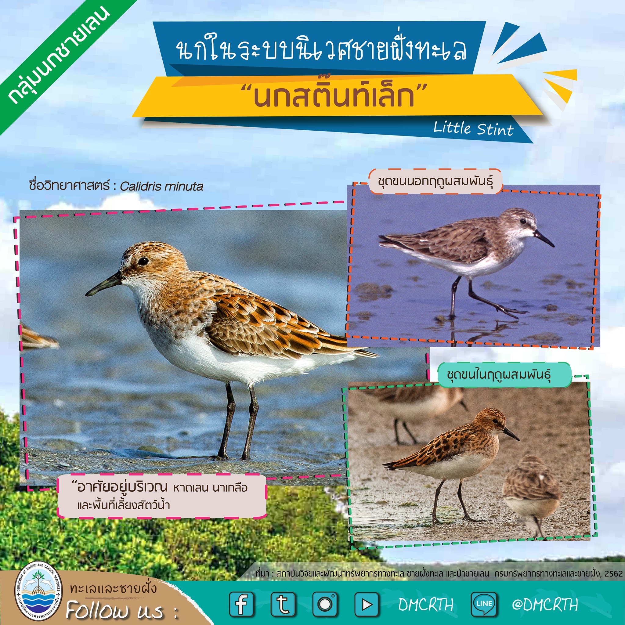 นก ไม่นก ถ้ารู้จักแล้วจะรักนกในระบบนิเวศชายฝั่งทะเลไทย #๒๘