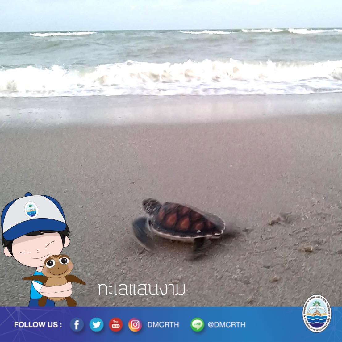 สวัสดี พี่น้องเครือข่ายอนุรักษ์ทะเลไทย