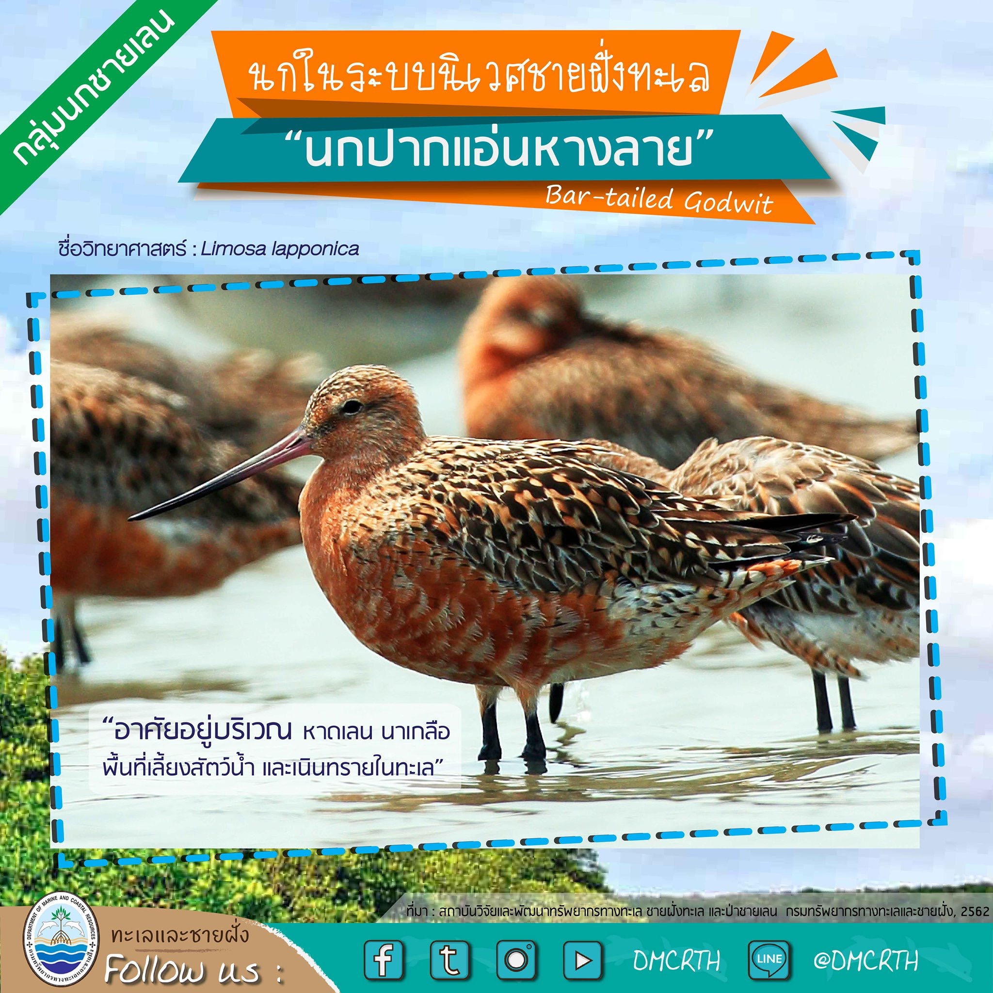 นก ไม่นก ถ้ารู้จักแล้วจะรักนกในระบบนิเวศชายฝั่งทะเลไทย #๕