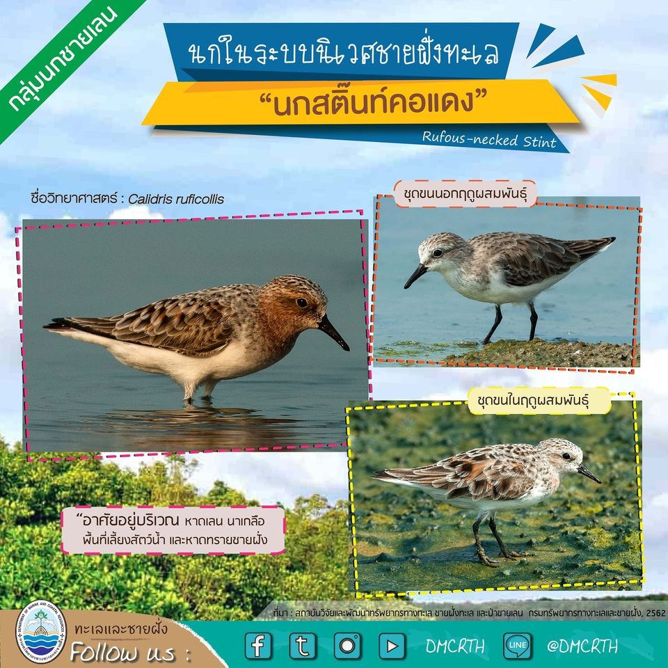 นก ไม่นก ถ้ารู้จักแล้วจะรักนกในระบบนิเวศชายฝั่งทะเลไทย #๒๙