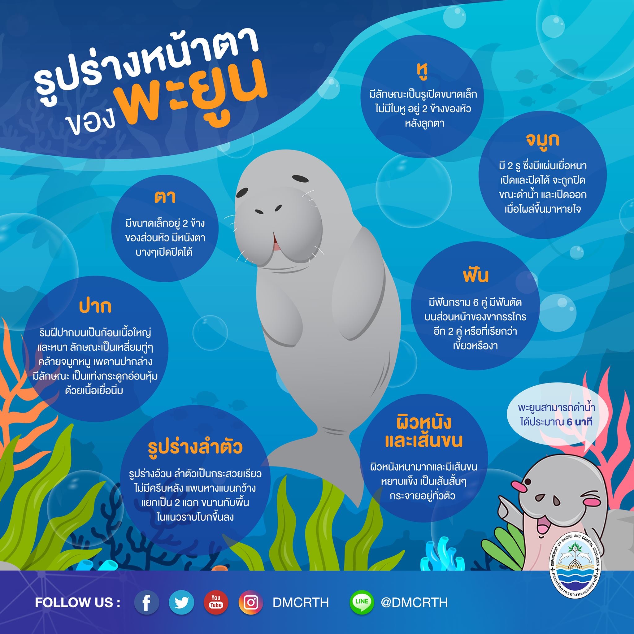 หลงเสน่ห์พะยูน ตอนที่ ๑ : รูปร่างหน้าตาของพะยูน