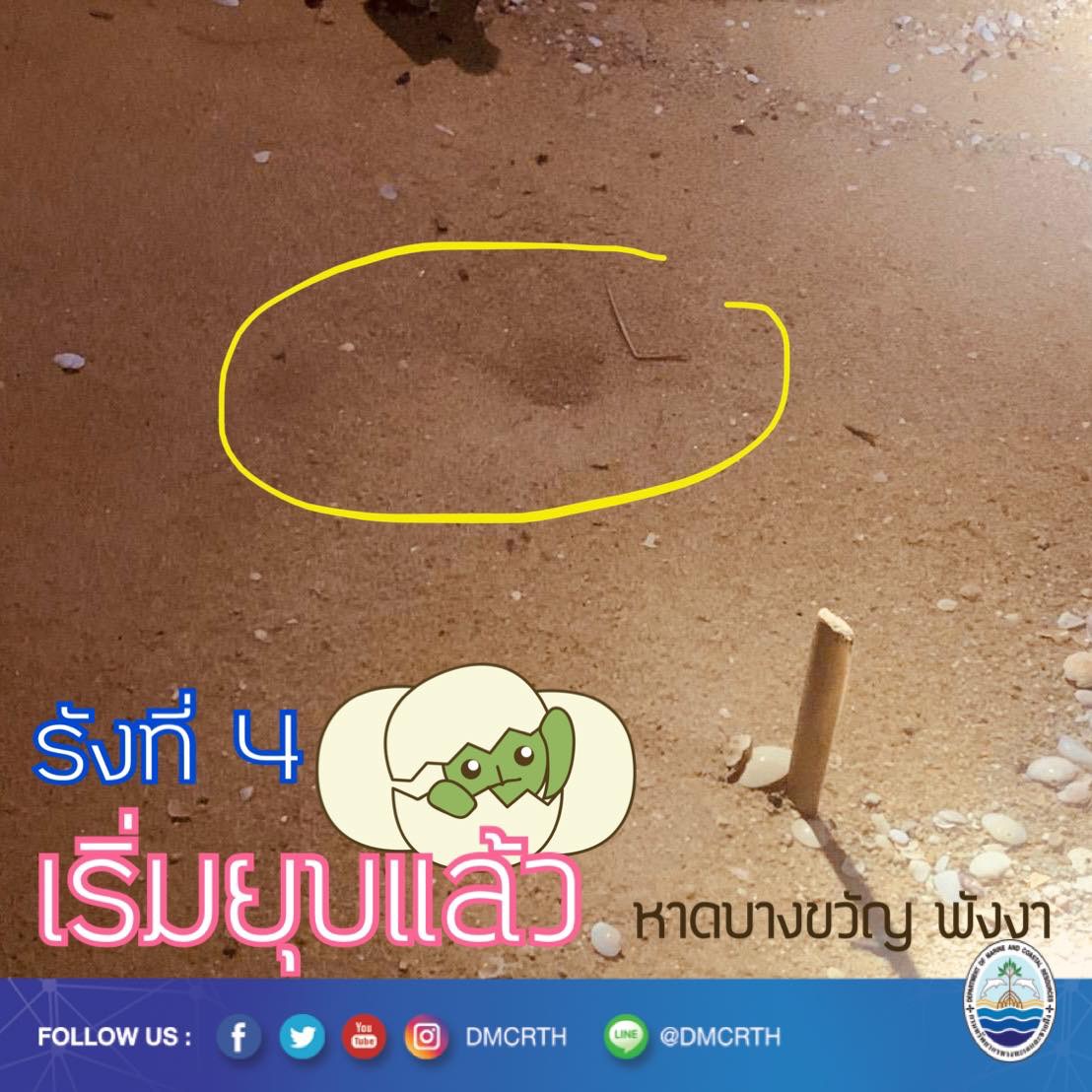 น้องมะเฟืองน้อย หาดบางขวัญรังที่๔ พร้อมแล้วจ้า