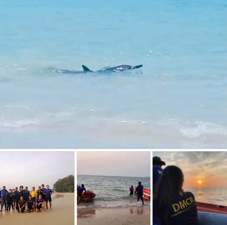 เฝ้าระวังลูกโลมาลายแถบหลงฝูง หวั่นเกยตื้นซ้ำหาดในยาง