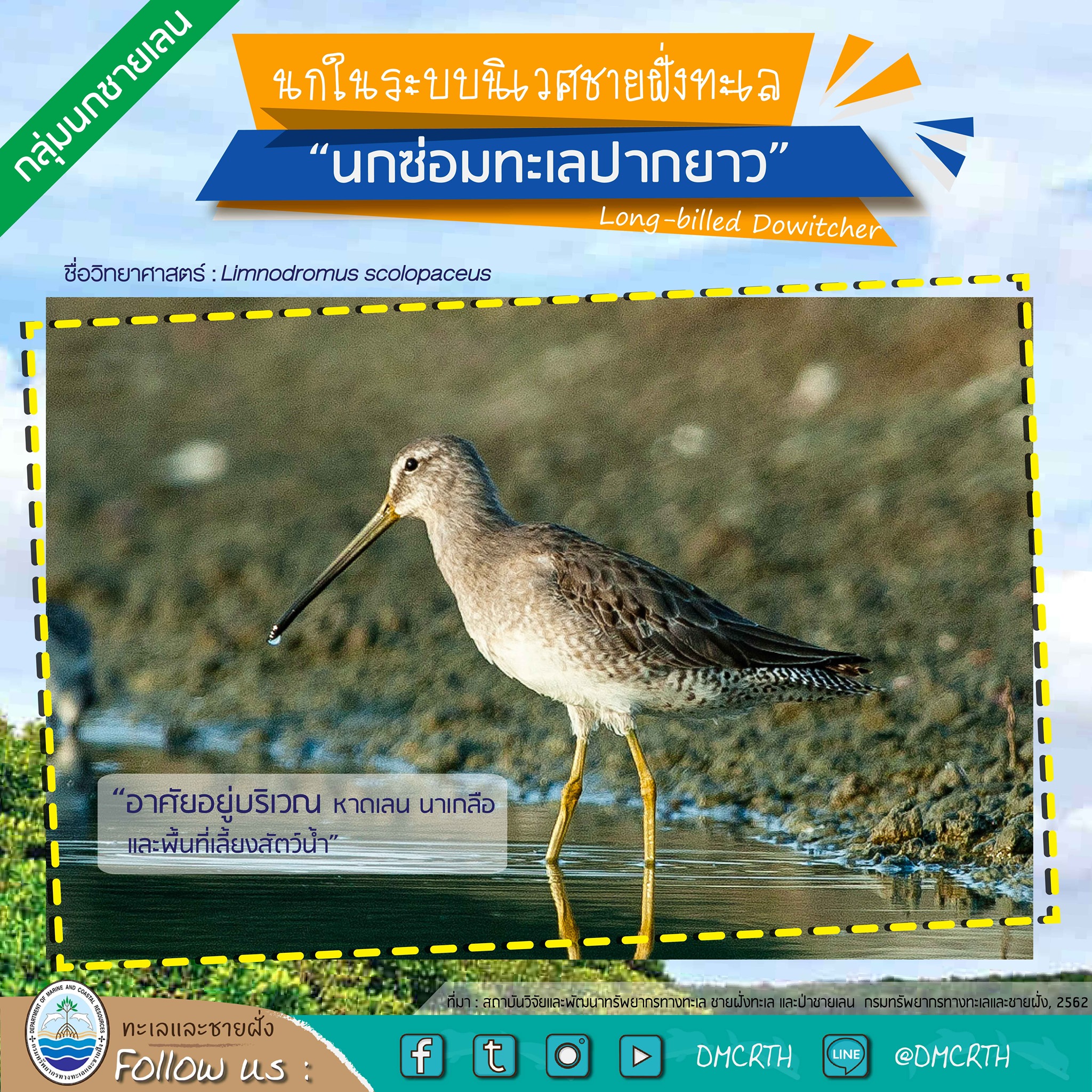 นก ไม่นก ถ้ารู้จักแล้วจะรักนกในระบบนิเวศชายฝั่งทะเลไทย #๖