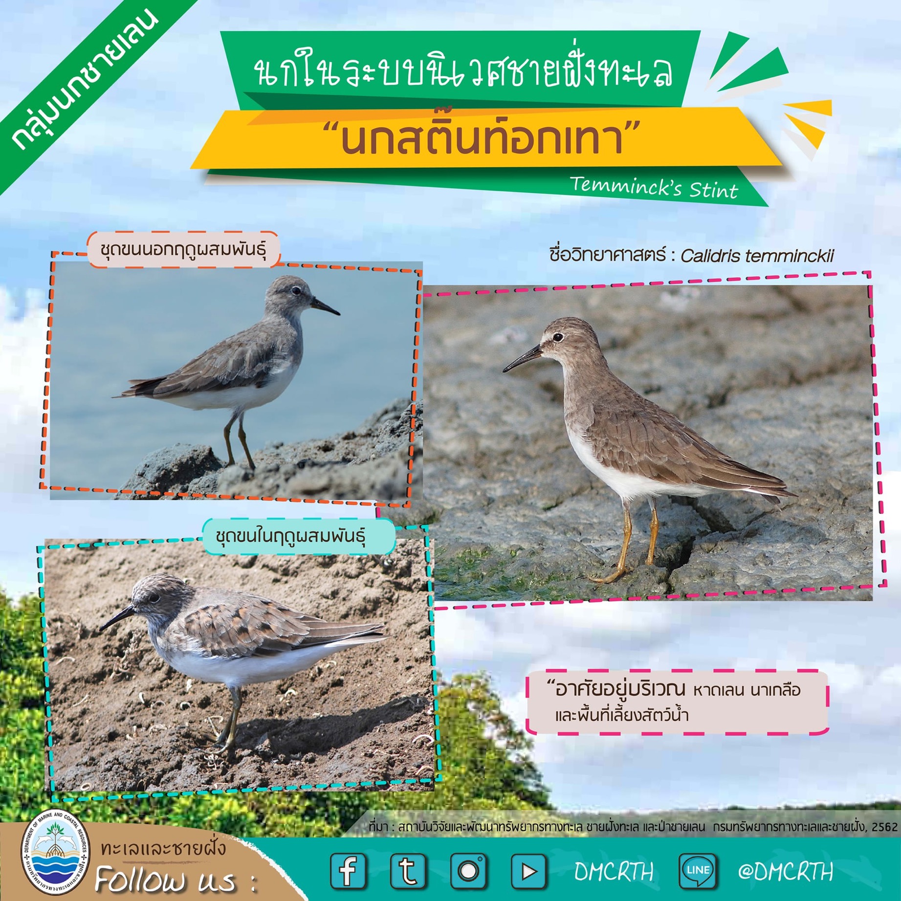 นก ไม่นก ถ้ารู้จักแล้วจะรักนกในระบบนิเวศชายฝั่งทะเลไทย #๓๐