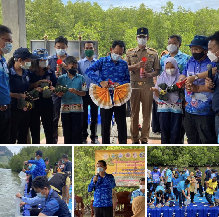 ร่วมมือชุมชนป่าชายเลนบ้านอ่าวมะขาม จัดกิจกรรมฟื้นฟูทะเลพังงา
