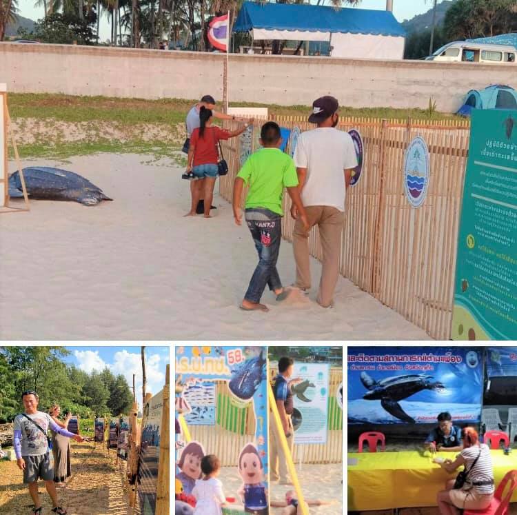 ปลายเดือนนี้ มารอลุ้นลูกเต่าน้อยฟักแน่ที่หลุมหาดกะตะ ภูเก็ต