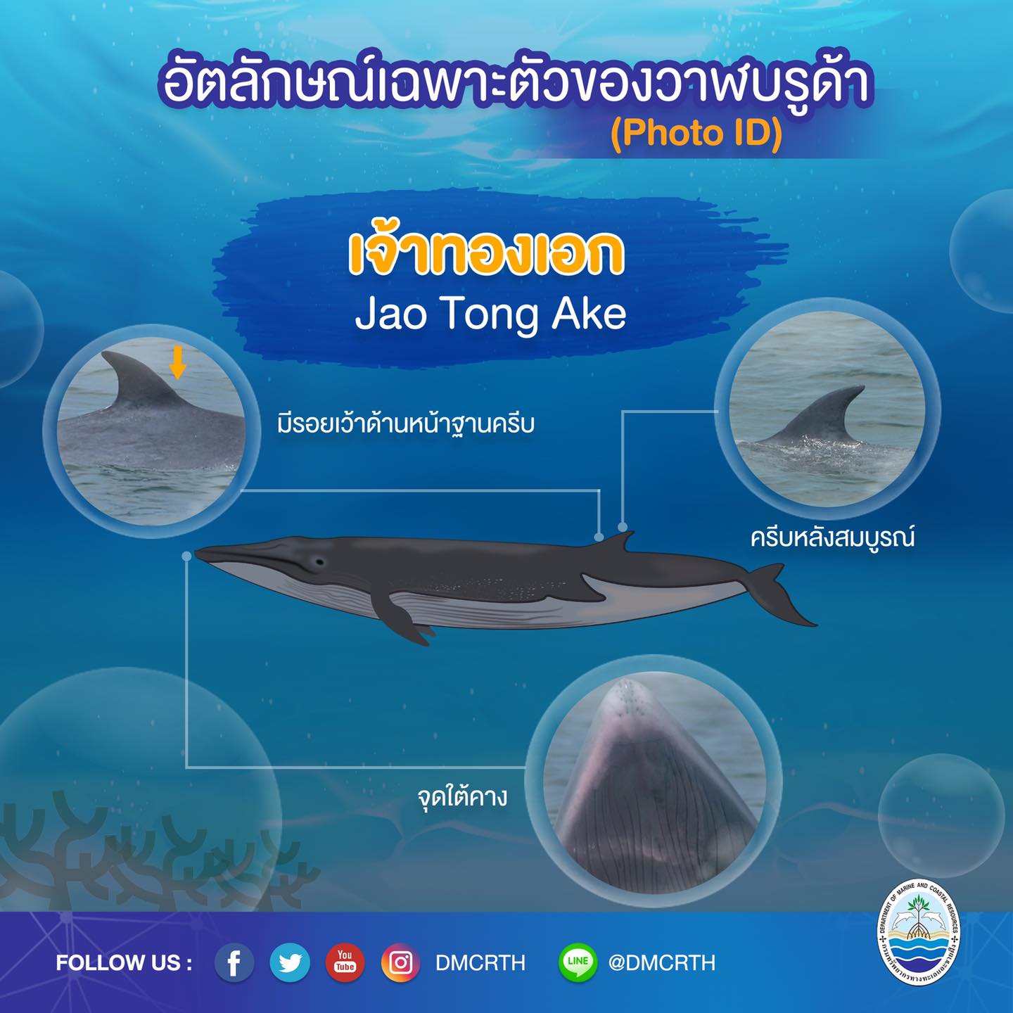 วันละวาฬ มารู้จัก ๖๐ วาฬบรูด้าในน่านน้ำไทย #๑๙ เจ้าทองเอก