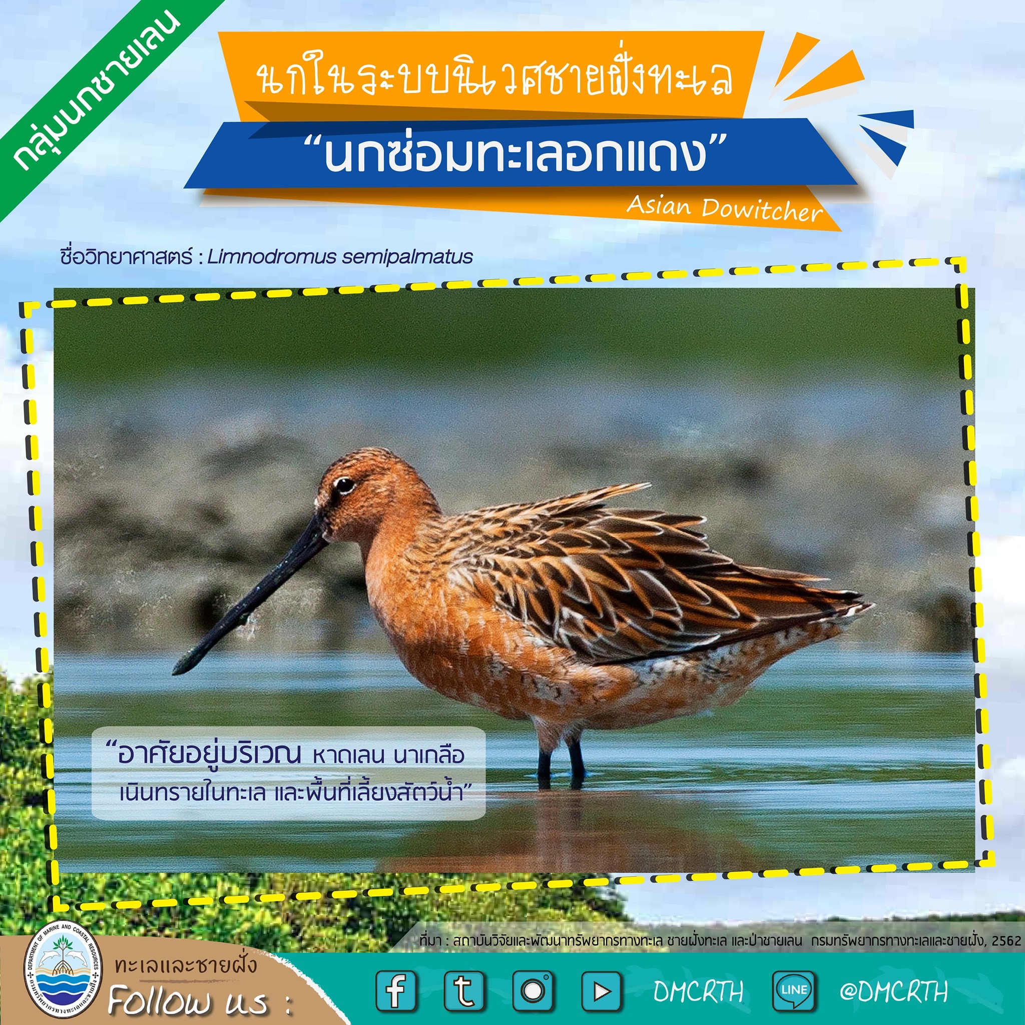 นก ไม่นก ถ้ารู้จักแล้วจะรักนกในระบบนิเวศชายฝั่งทะเลไทย #๗