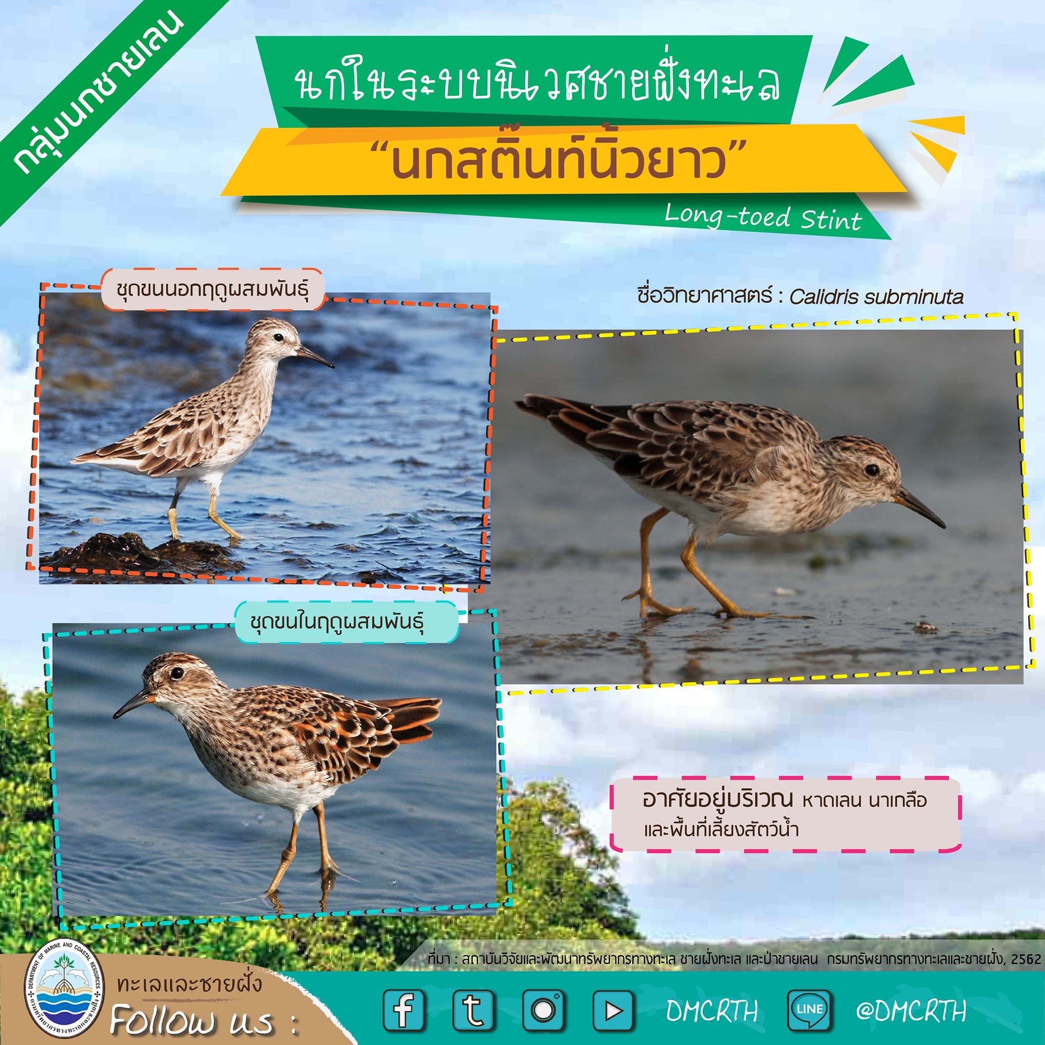 นก ไม่นก ถ้ารู้จักแล้วจะรักนกในระบบนิเวศชายฝั่งทะเลไทย #๓๑