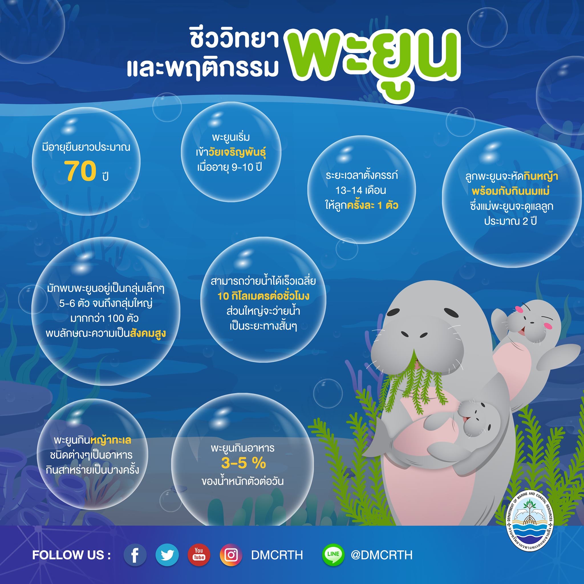 หลงเสน่ห์พะยูน ตอนที่ ๓ : พฤติกรรมของพะยูน