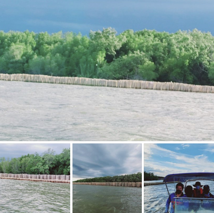 ลาดตะเวนชายฝั่งสมุทรสงคราม ตลอดแนวไม่มีการบุกรุกป่าชายเลน