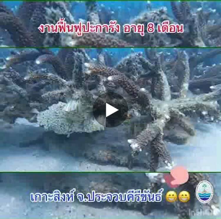 งานดีฟื้นฟูปะการังเกาะสิงห์ ทะเลประจวบคีรีขันธ์อยากบอก