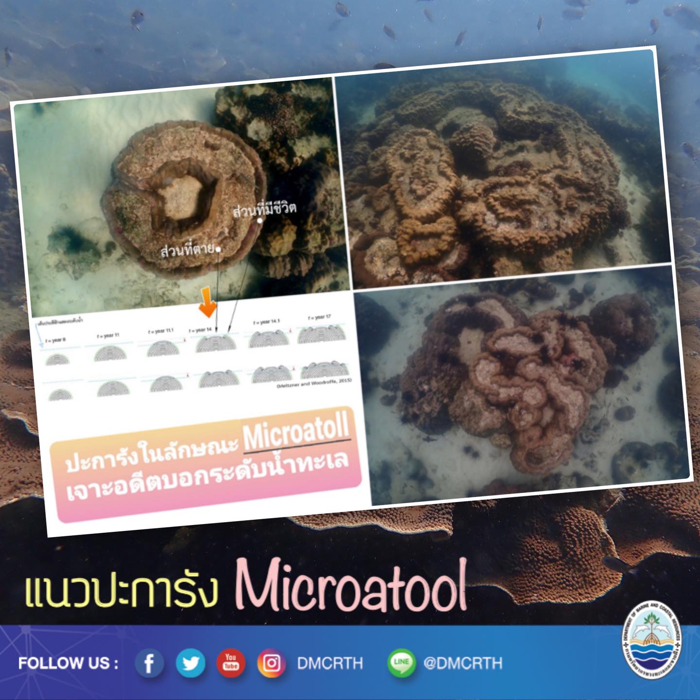 เรียนรู้แล้วจะรักสัตว์ทะเล #๓ Microatoll