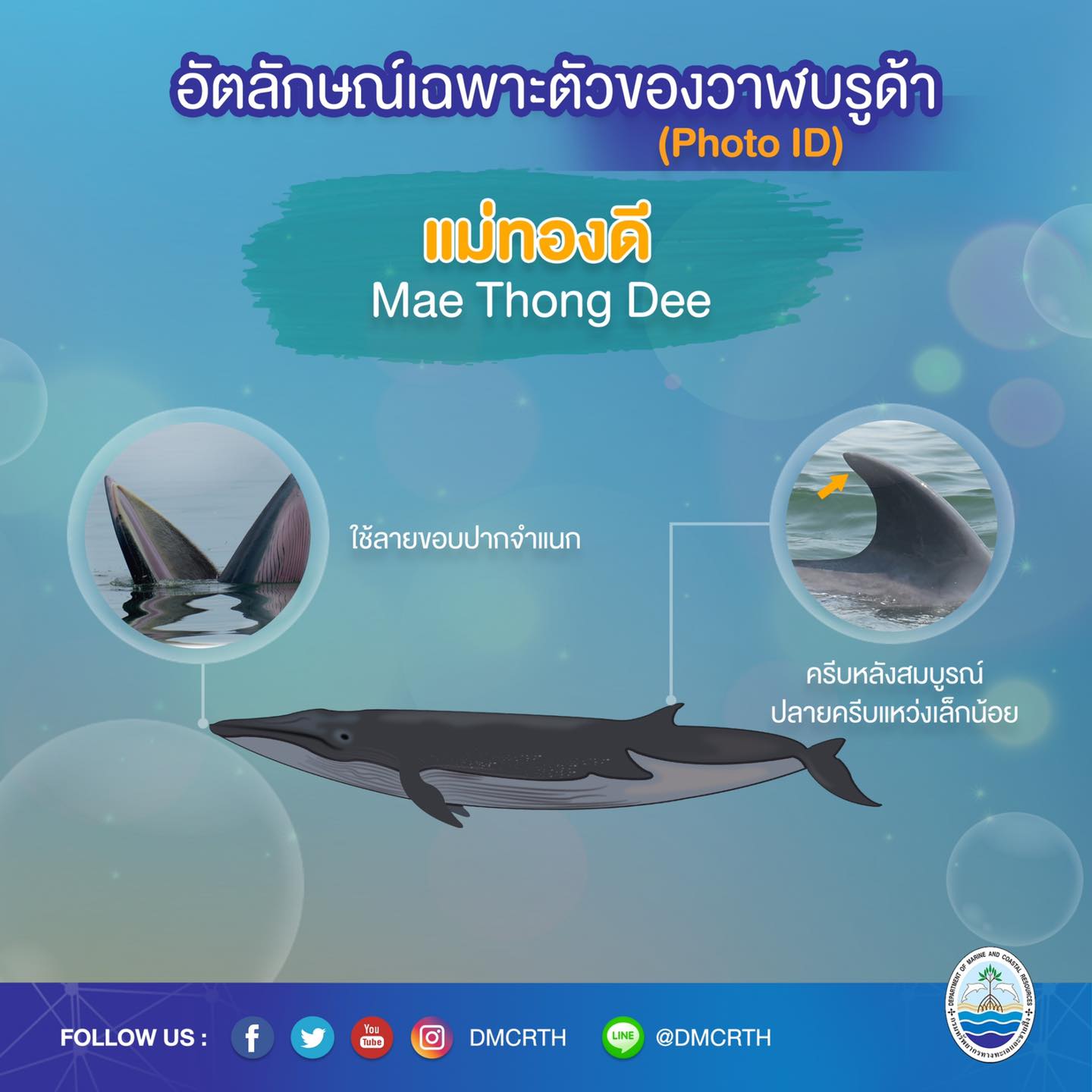 วันละวาฬ มารู้จัก ๖๐ วาฬบรูด้าในน่านน้ำไทย #๒๐ แม่ทองดี
