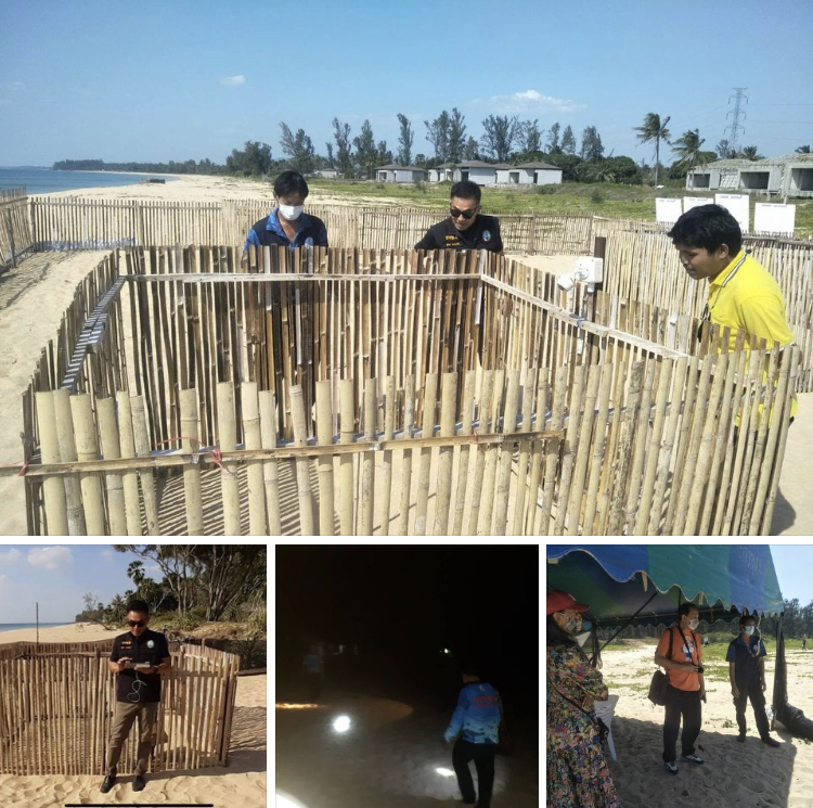 สัปดาห์หน้า พร้อมไหมเจอหน้าลูกเต่ามะเฟือง หาดบางขวัญ