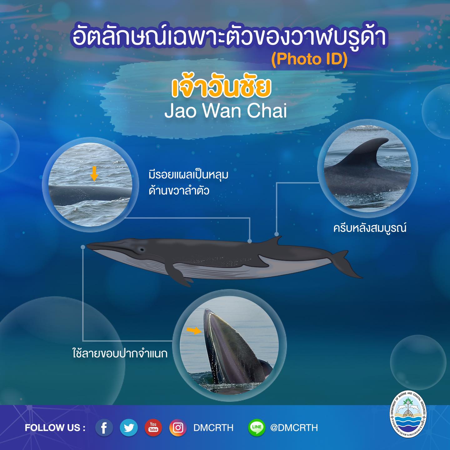 วันละวาฬ มารู้จัก ๖๐ วาฬบรูด้าในน่านน้ำไทย #๓๘ เจ้าวันชัย