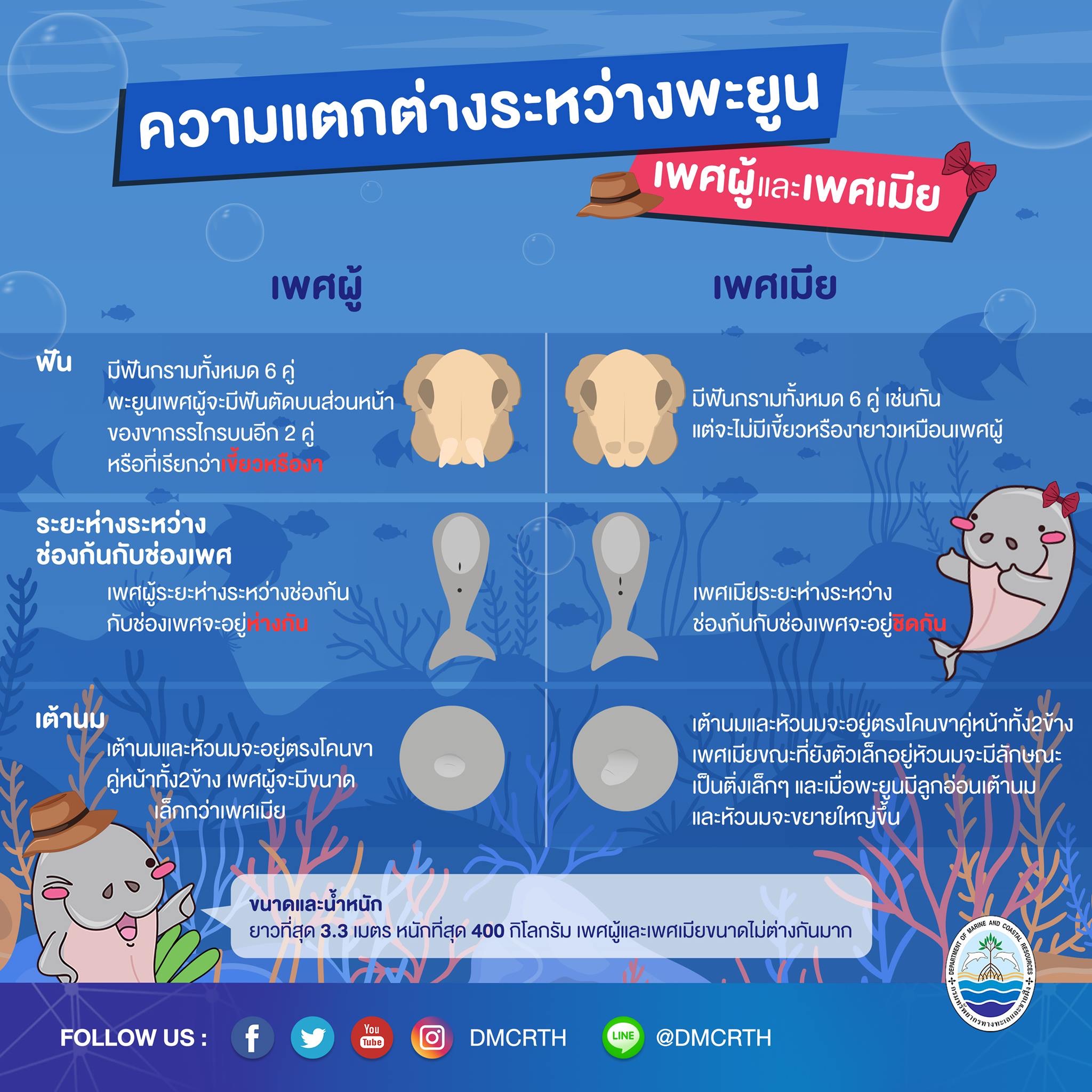 หลงเสน่ห์พะยูน ตอนที่ ๔ : พะยูนเพศผู้ & พะยูนเพศเมีย