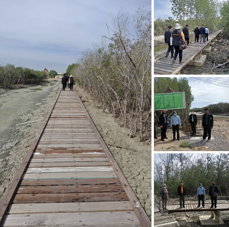 พาชมสะพานทางเดินศึกษาธรรมชาติป่าชายเลนเพชรบุรี