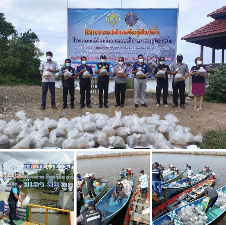 ร่วมฟื้นฟูความสมบูรณ์ เพิ่มพันธุ์กุ้งในทะเลปัตตานี