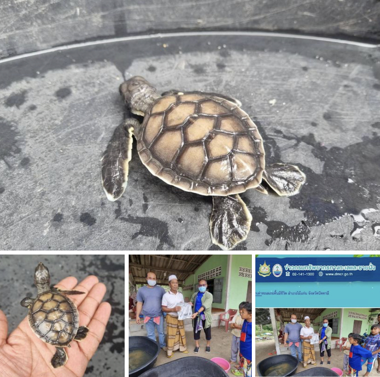 เจอเจ้าตัวเล็ก ลูกเต่าตนุถูกคลื่นซัดเกยหาดปัตตานี