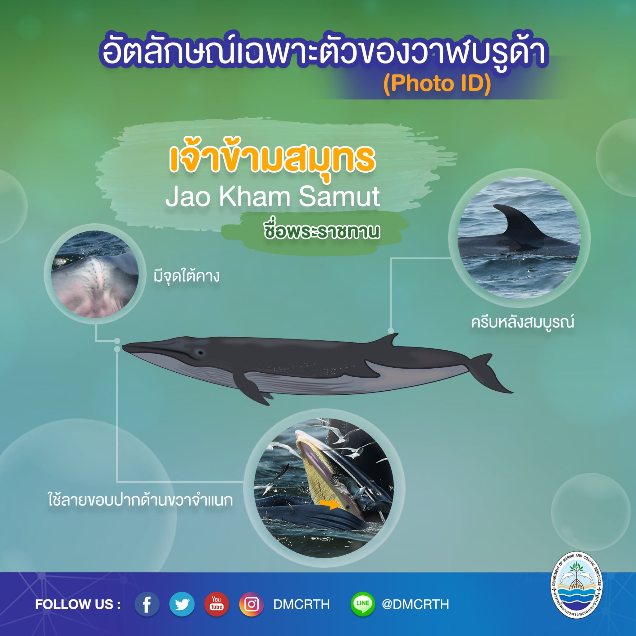 วันละวาฬ มารู้จัก ๖๐ วาฬบรูด้าในน่านน้ำไทย #๑๑ เจ้าข้ามสมุทร