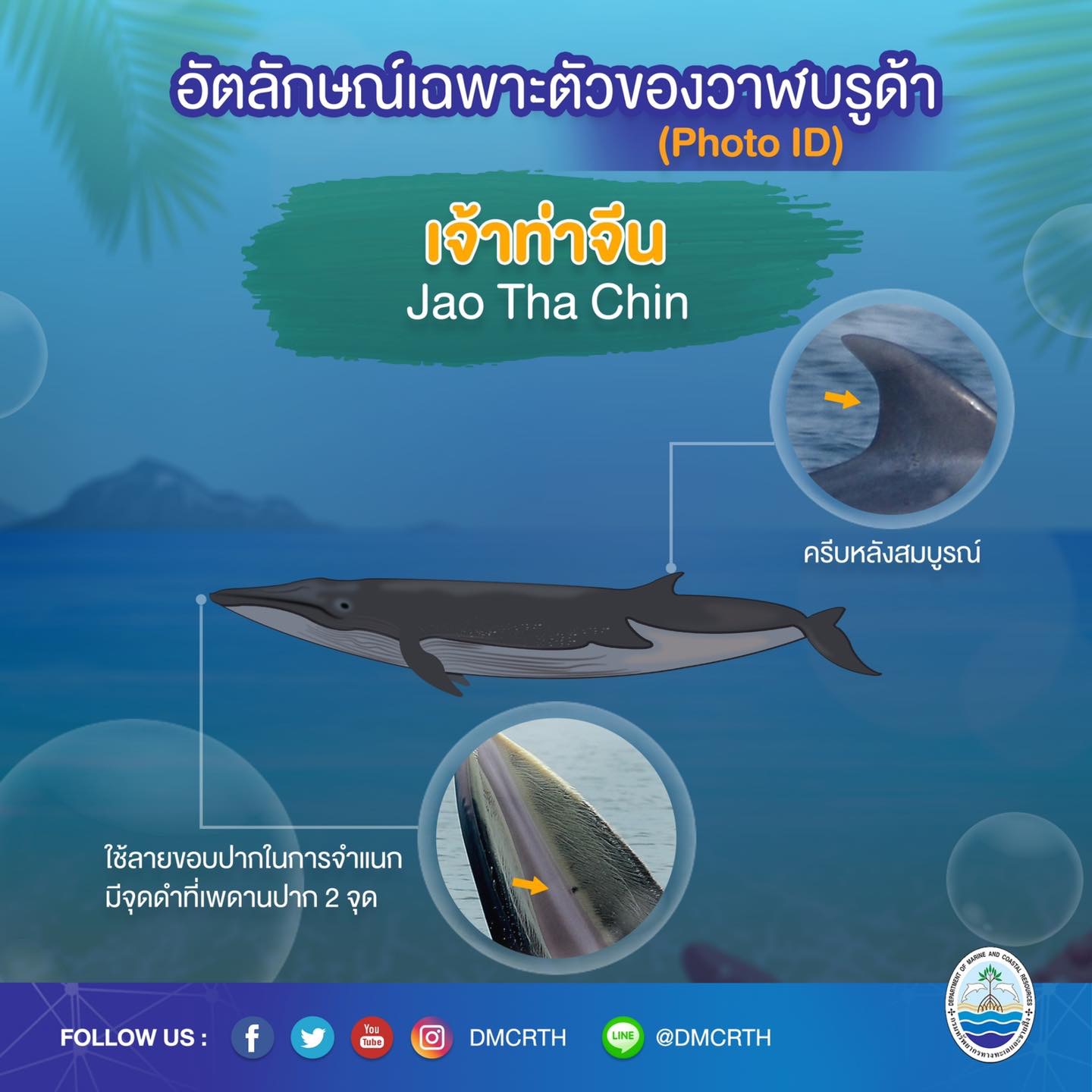 วันละวาฬ มารู้จัก ๖๐ วาฬบรูด้าในน่านน้ำไทย #๒๑ เจ้าท่าจีน